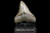 Serrated, Fossil Megalodon Tooth - Collector Quality #92894-1